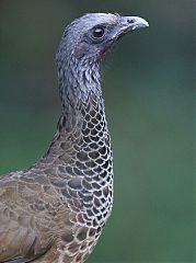 Colombian Chachalaca